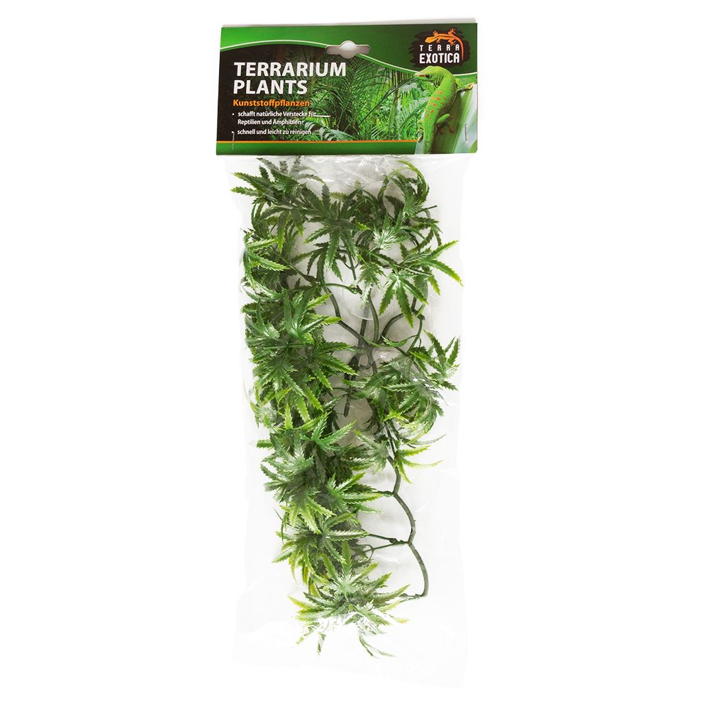 Terrarium Plants - Wind Claw Leaves Vine - Small